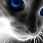 gato